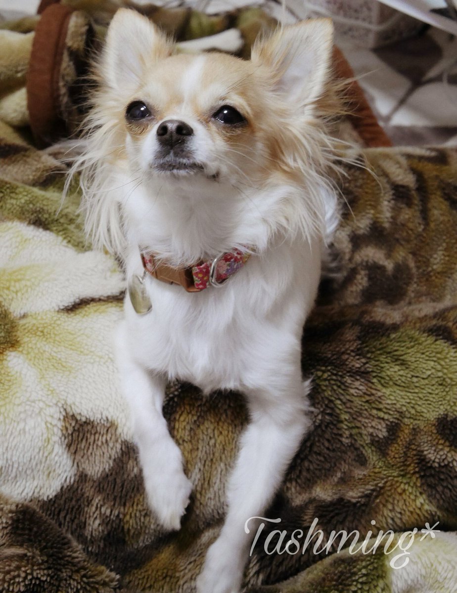 花々まつりか カカ マツリカ 犬 職場と後輩 サビ猫ちゃんの飼い主 のおうちのチワワにも首輪新調 我が家には犬はいないのでイメージしにくかったけど ぴったりにできて良かった 猫首輪より太めの1 5cm幅です 首輪だけの写真は撮るの忘れた 花々まつりか カカ マツリカ 犬 職場と後輩 サビ猫ちゃんの飼い主 のおうちのチワワにも首輪新調 我が家には犬はいないのでイメージしにくかったけど ぴったりにできて良かった 猫首輪より太めの1 5cm幅です 首輪だけの写真は撮るの忘れた