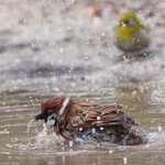 寒中水泳しているスズメをメジロが真似した結果…!