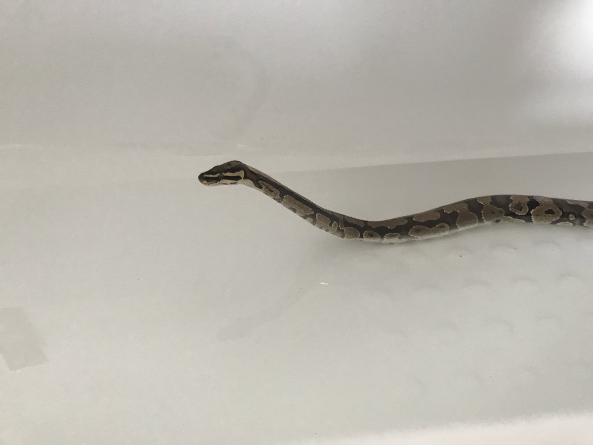 kanefoster92's tweet image. Mr hiss no.2 taking a quick dip #fireballpython #Python #snake #reptile