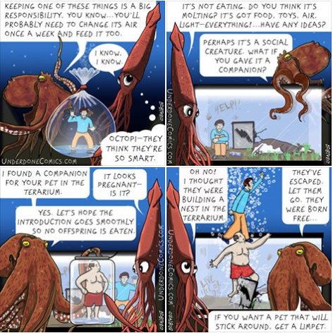 Octopussel S Garden On Twitter Except The Plural Of Octopus Is