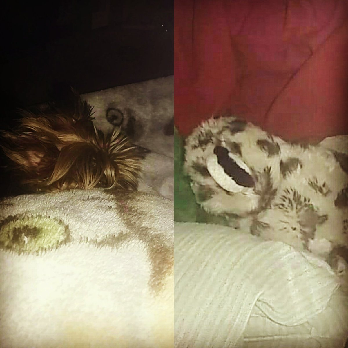 TNevada51's tweet photo. He fricken took her while I was in the bathroom, hid her in his spot and is now laying against my side.

#dog #teddy #furbaby # jealous #lovingthecuddles https://t.co/gmNgbP1s7w