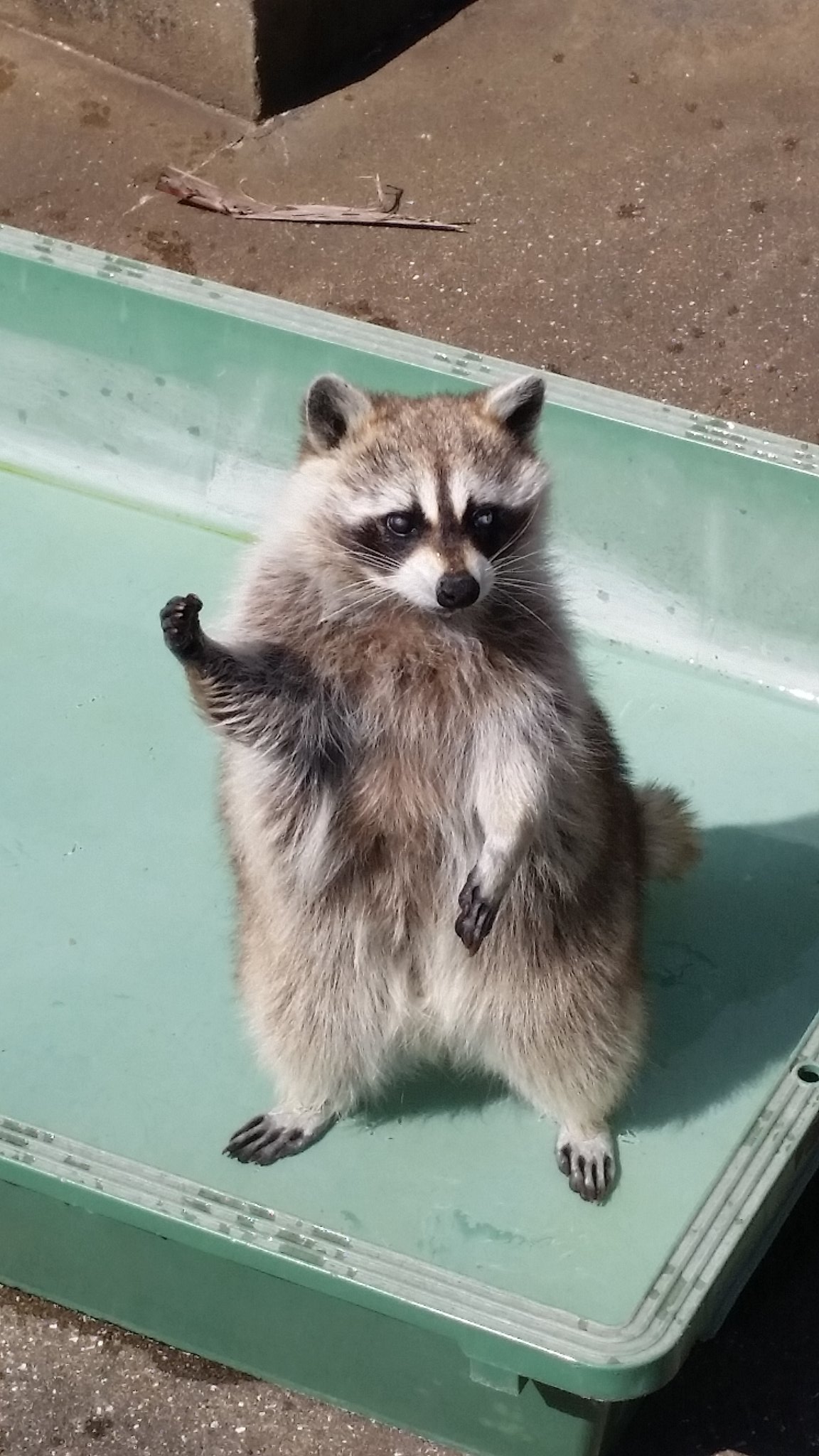 ちびたぬき على X: ちびたぬき على X: