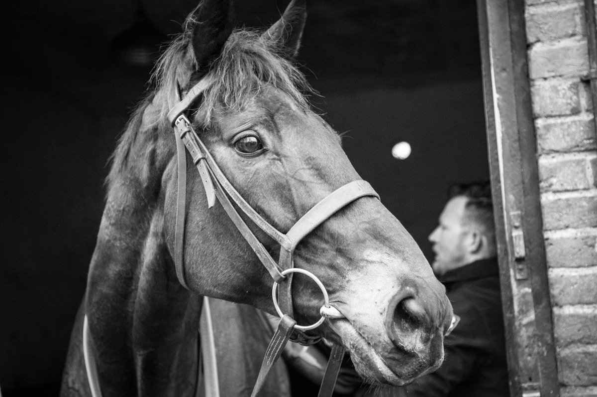 EquineP's tweet photo. Huge thanks to @CheltenhamRaces for asking us to show our film about #ManyClouds after racing yesterday. We have been inundated with requests of where to see the film again. Here is the link and thanks again. ππ#ManyCloudsWeek https://t.co/dpuYXbop4V https://t.co/g7qLNvofzb