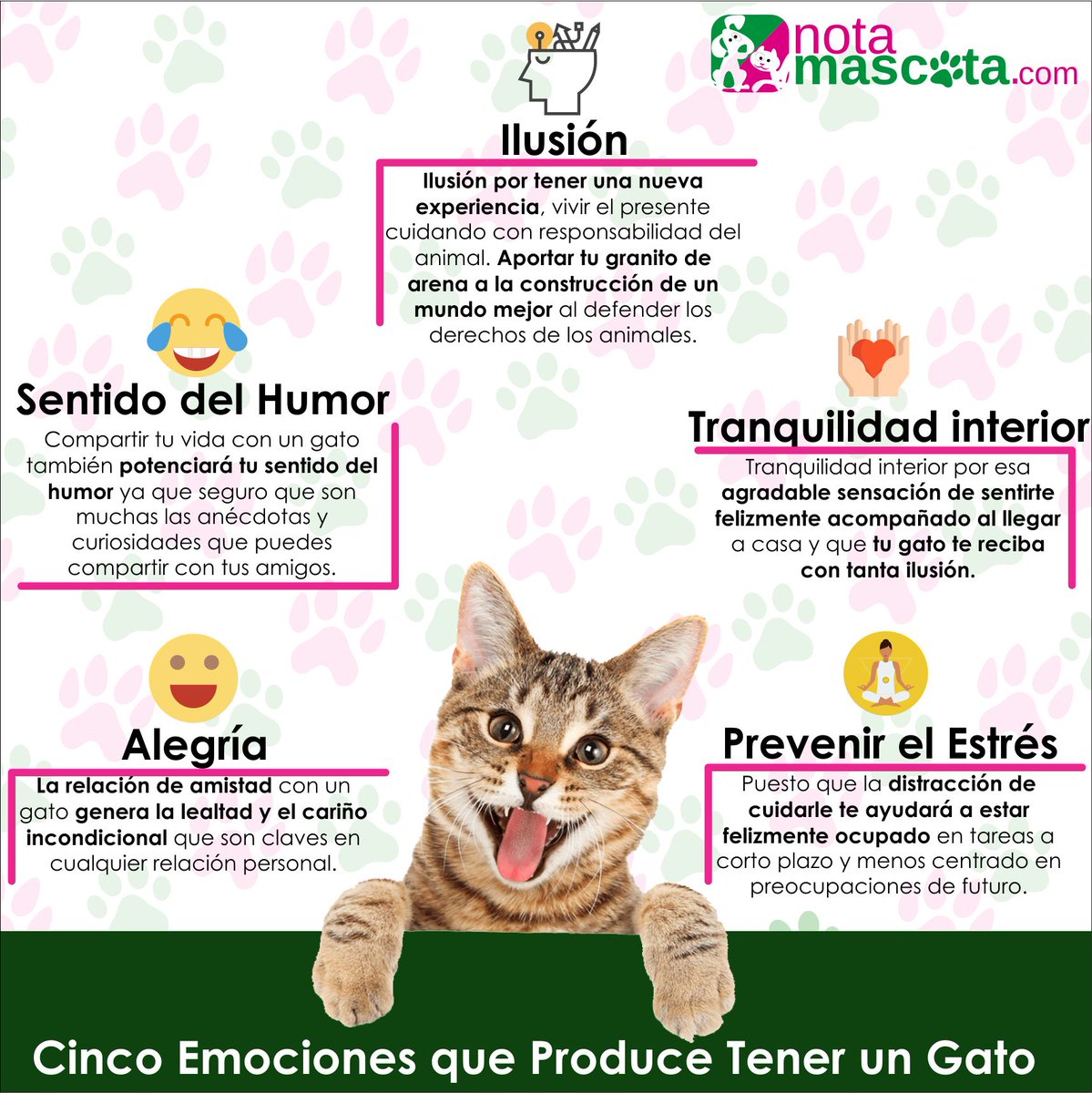notamascota's tweet photo. Un gato se convierte en un miembro más de la familia, el animal se gana el cariño de todos. Tenemos más consejos en https://t.co/MEyTtYxp96 https://t.co/INjOzsin4z