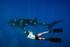 planet_dive's tweet photo. Dive with a purpose in the Maldives with Carpe Diem Liveaboard! Help researchers to track the megafauna in the waters of the Maldives!
#dive #maldives #travel 

https://t.co/3MddwL4Xwj https://t.co/d1QWnm4aUP