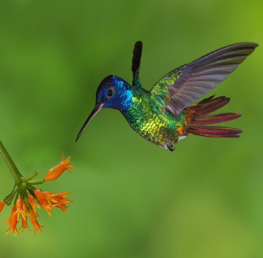 World birds on Twitter: "Golden-tailed Sapphire (Chrysuronia oenone)  #painting #art… "