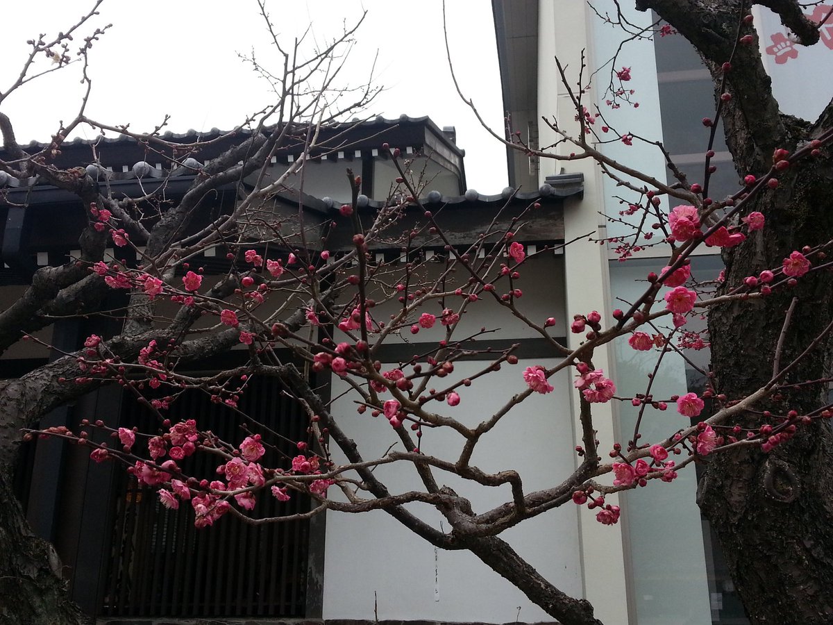 ukutanjp1122's tweet photo. No winter lasts forever
No spring skips it's turn
#PlumBlossoms
#MidWinter2018
#Japan https://t.co/AWct53FqQO