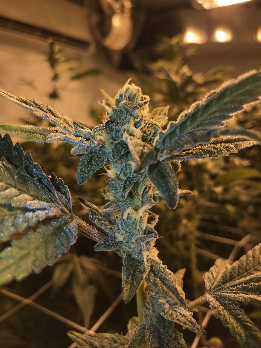 Silent_Revolt's tweet photo. Grape Escape at week 6 of flower. I will be entering this into the #HashBashCup this year. See you all there #MMMP #MMFLA #PureMichigan https://t.co/EkLwQPB8nP