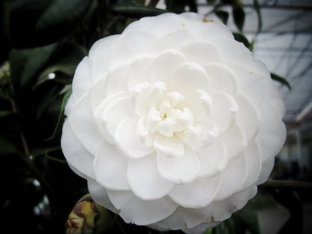 Pike Nurseries on Twitter "Camellia Japonica ‘sea foam’ camellia 