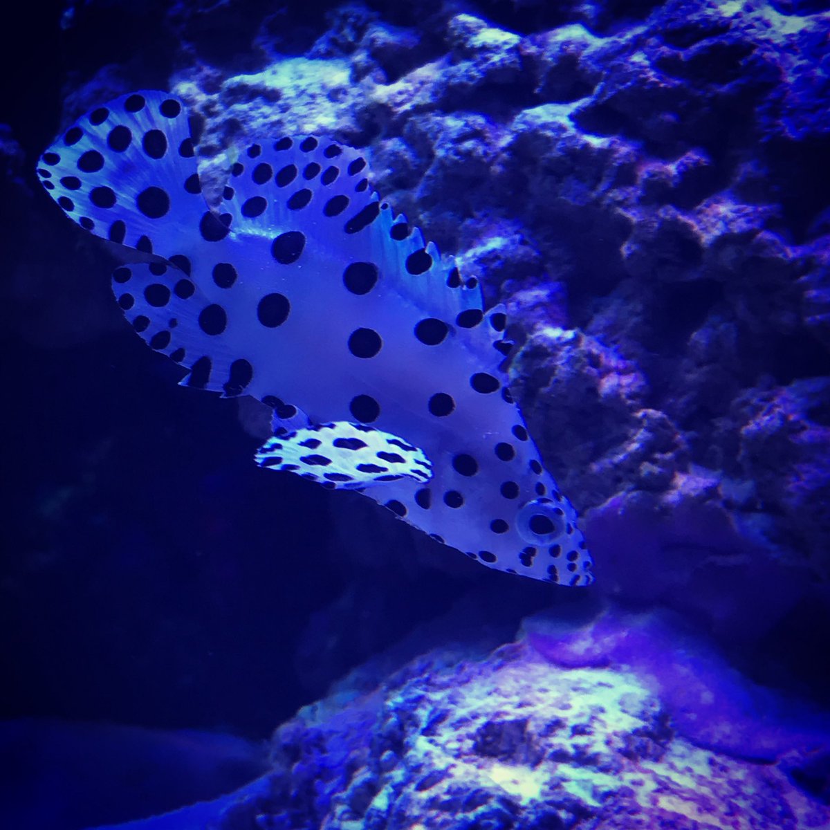 thebnol's tweet photo. I need a name for this fuzzy boi and this polka dot boi. https://t.co/hc7UNKgQeZ