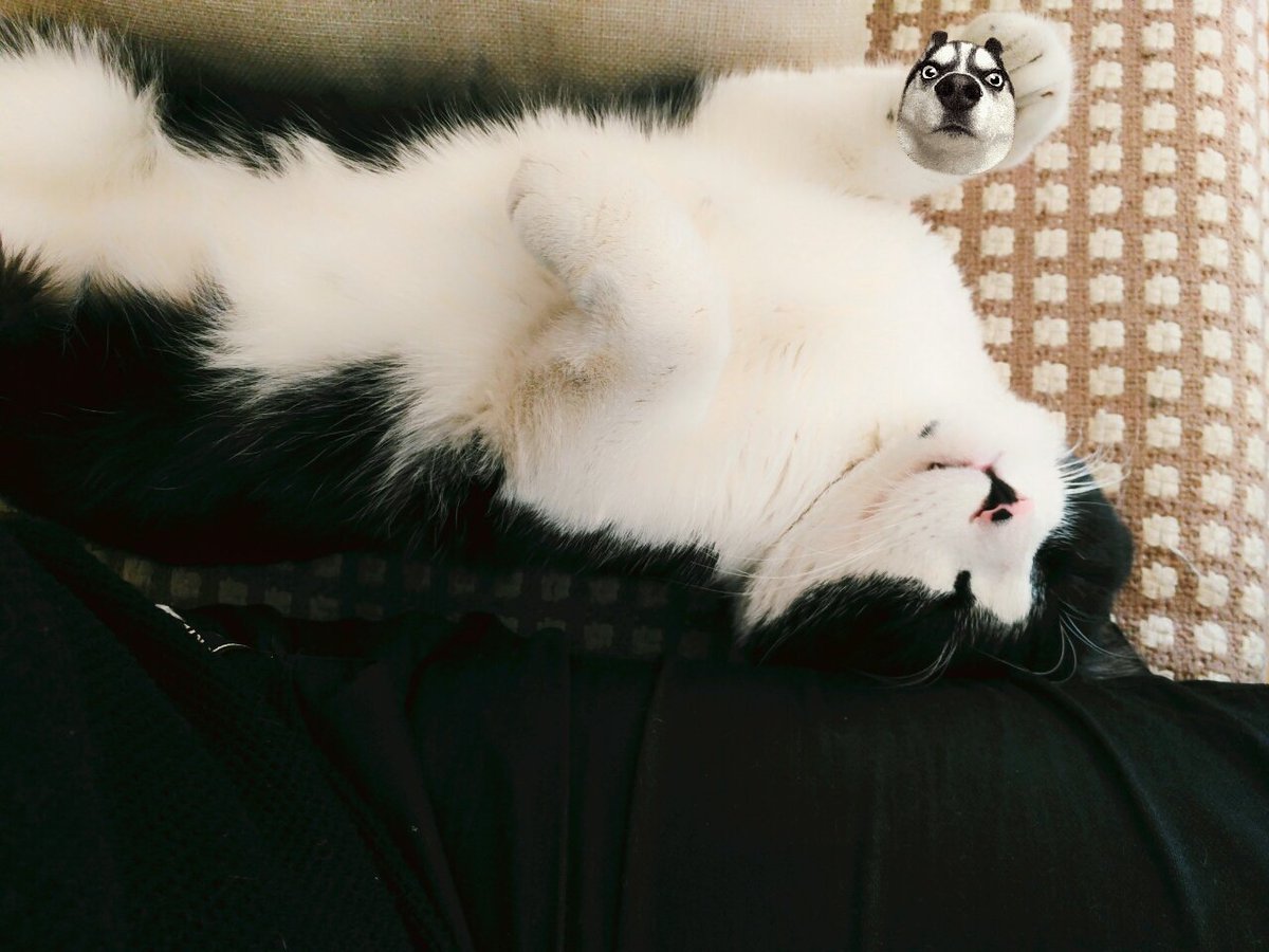 Jed On Twitter Sleeping A Cow Cat Is A Huskies In A Cat You Win