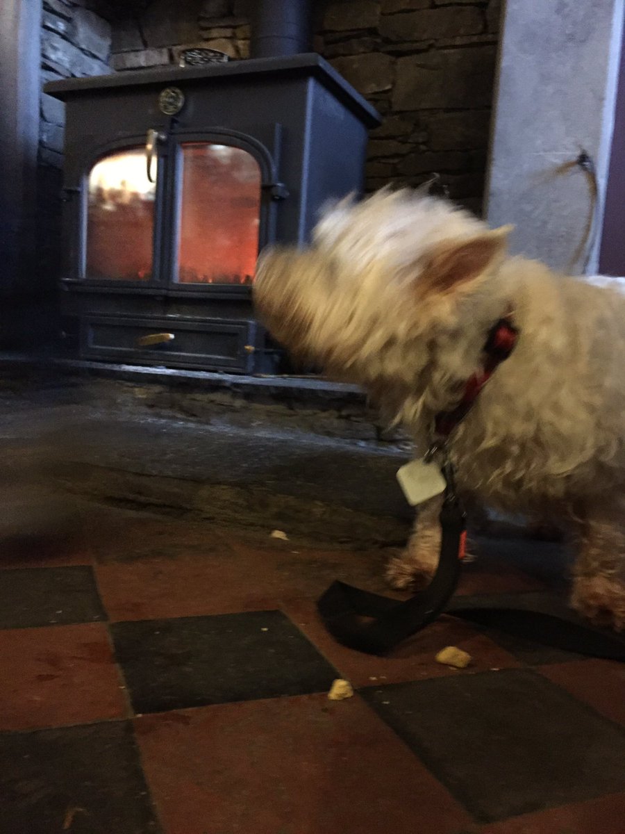 Sometimes when you're excited you dont want to stay still for you're picture by the fire.. loved the free doggy biscuits tho