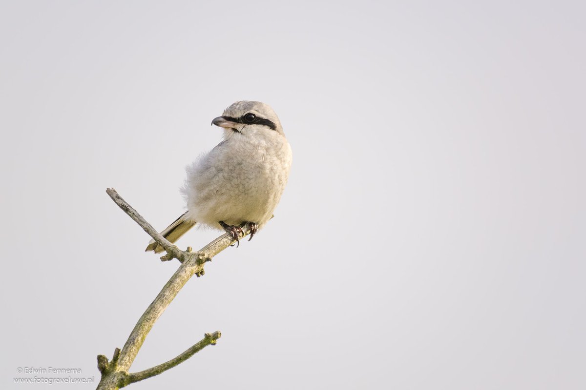 Fotograveluwe.nl (@fotograveluwenl) on Twitter photo En dan heb je opeens de #klapekster voor de lens #luckyme
@bosawd @mjphotonl <a href="/Bpmfotografie/">BPMfotografie Breda</a> <a href="/waarneming/">Waarneming.nl</a> <a href="/boswachterawd/">Boswachters AWD</a> <a href="/NatuurKiek/">Ronald O</a> En dan heb je opeens de #klapekster voor de lens #luckyme
@bosawd @mjphotonl <a href="/Bpmfotografie/">BPMfotografie Breda</a> <a href="/waarneming/">Waarneming.nl</a> <a href="/boswachterawd/">Boswachters AWD</a> <a href="/NatuurKiek/">Ronald O</a>