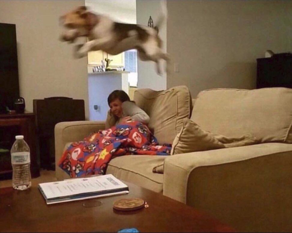 DummeWitze's tweet photo. *jemand klingelt an der Tür*

Mein Hund: https://t.co/jKo9jfMgjL