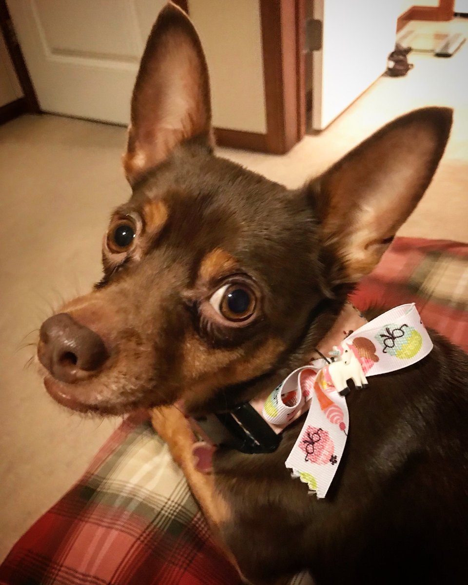 SnookiChihuahua's tweet photo. My pretty little bow that I got from DogSpaw when I got a pawicure last weekend. #dogspaw #unicornbow #unicorn https://t.co/voL31ueyOe