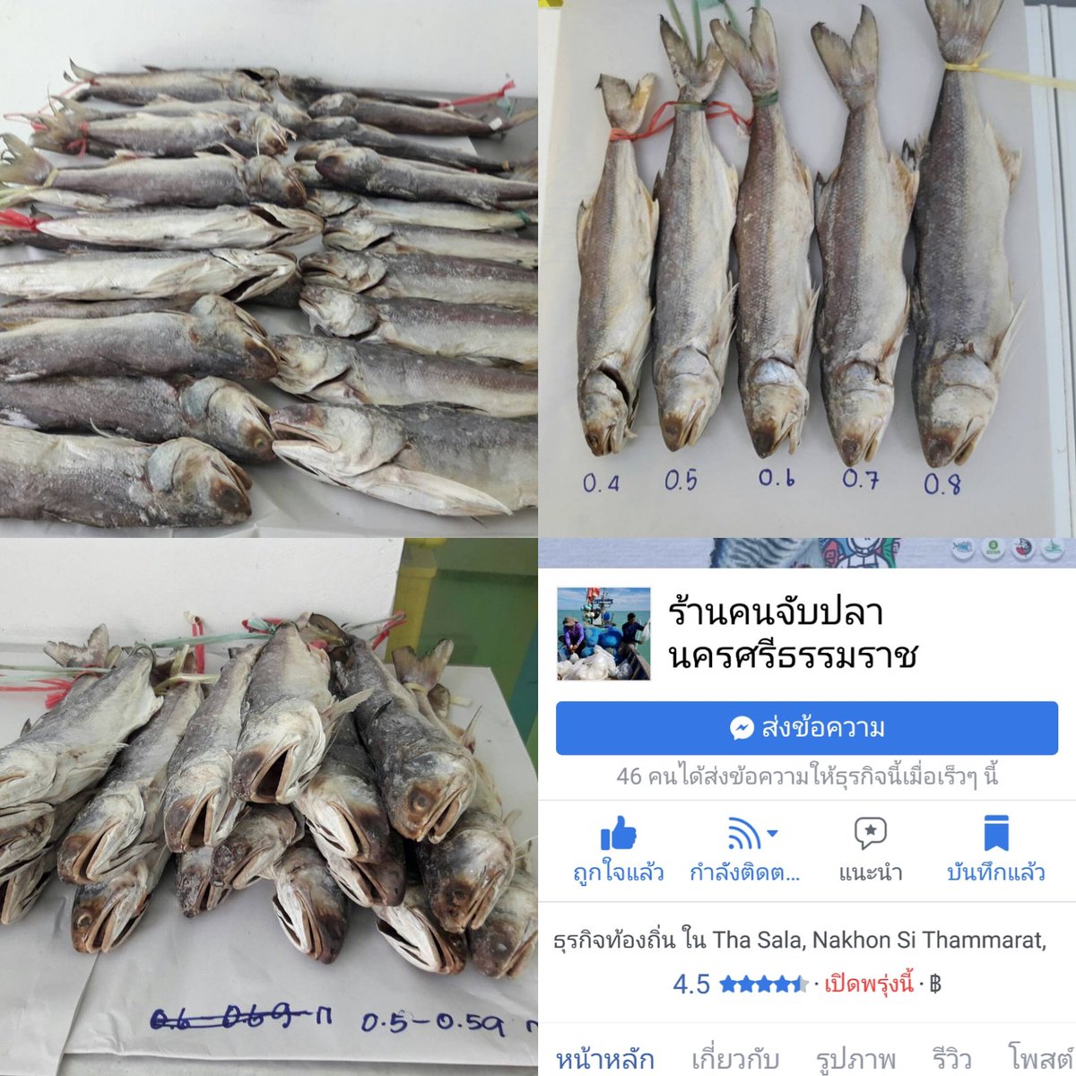 bnasae's tweet photo. ผู้จัดการร้านคนจับปลานครแจ้งมาว่ากุเลาเค็มล็อตใหม่ตากแห้งเสร็จพร้อมส่ง....ท่านใดสนใจสั่งได้แล้วครับที่ร้านคนจับปลานครศรีธรรมราช https://t.co/Vpl9yDMh2D