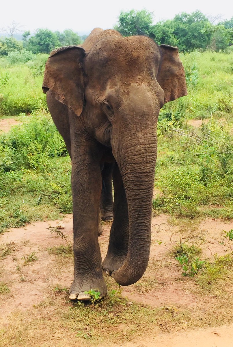 AJEmery's tweet photo. Safari day #elephantsinthewild #monkeywholooksliketrump #srilankamemories https://t.co/x17ET4nQki