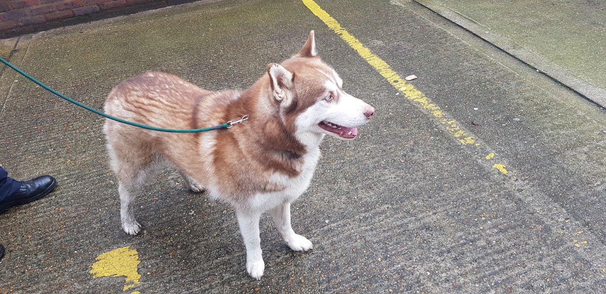 #Rita found her lost in #Croydon #Coulson area.  Please help us find her owner, by calling 101 and quoting CAD: 2045 of 28th JAN 2018