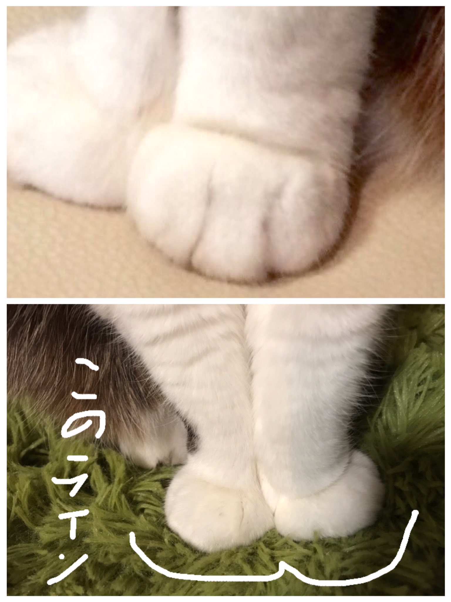 卯月よう ネコホスト連載中 猫の手にできる けしからん線 かわいいラインを けしかライン と名付けることにしよう