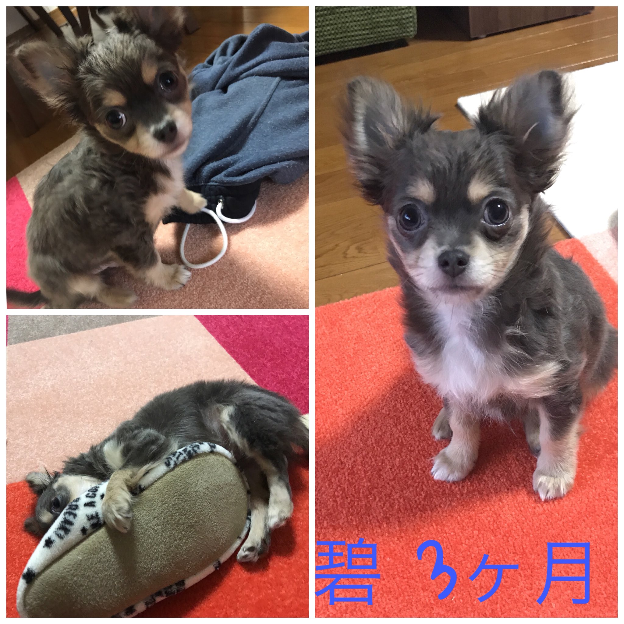 あおとネロ チワワ 碧くん今日で3ヶ月 今週出来たこと ソファーに登れるようになった ご飯の時だけお手 怖かったキッチンに潜入 同じく怖かった洗面所に潜入 でもまだリビングからは怖くて出れないよ ｶﾜｲｲ お気に入りはスエットの紐と