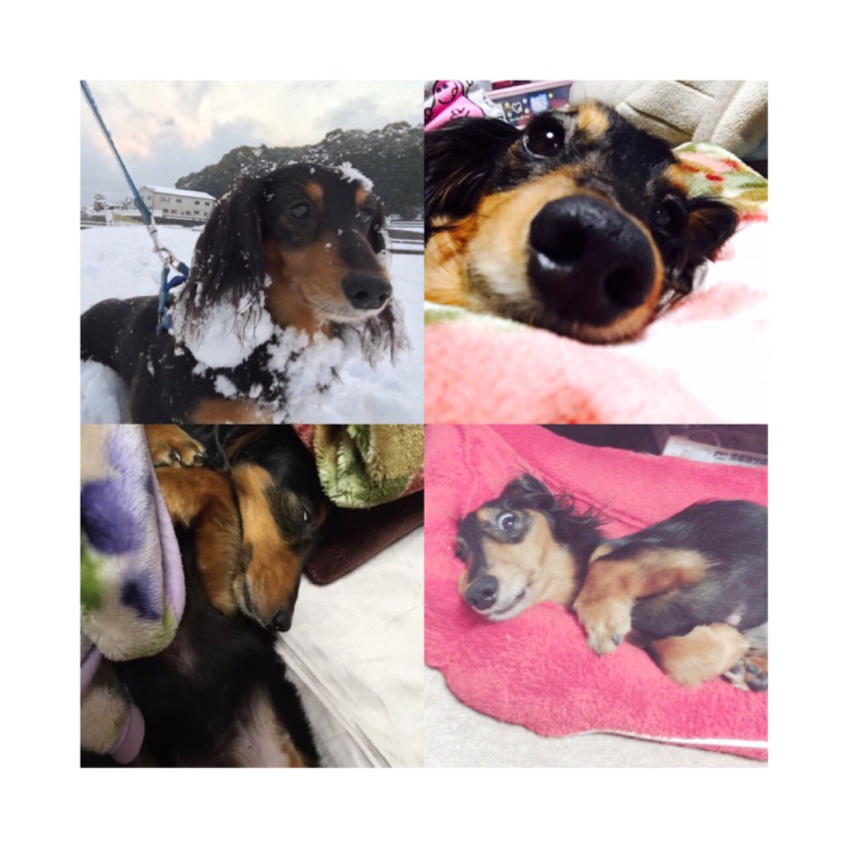 mrkmked0's tweet photo. よく頑張りました 😌♥️
初めて家に来た時も覚えちょうよ
小さい頃から病気持ちなのに
9年間も生きてくれたね。
これからは上で見守ってね！
たくさんありがとう愛してます。 https://t.co/2jbriShXEo