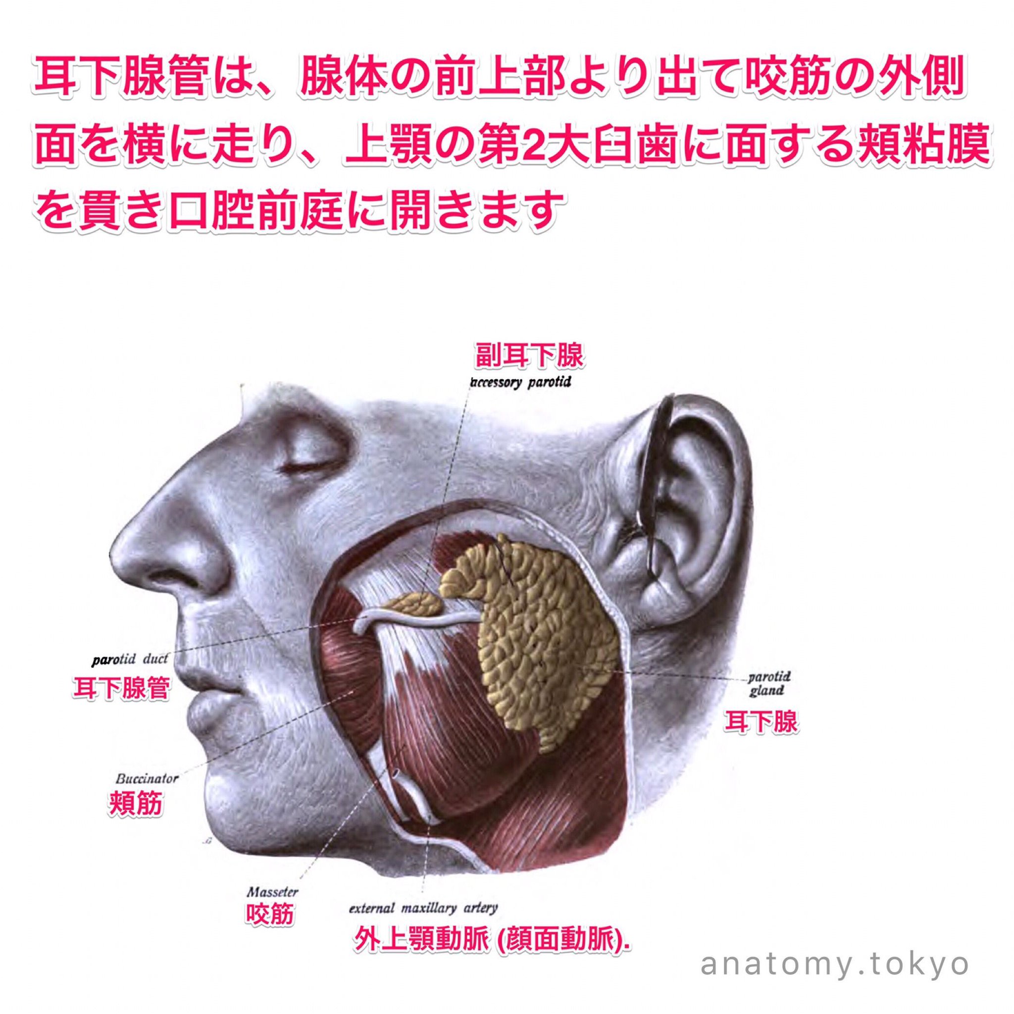 口腔解剖学 黒澤一弘（かずひろ）解剖学IT教育・指圧師・ラダック on X