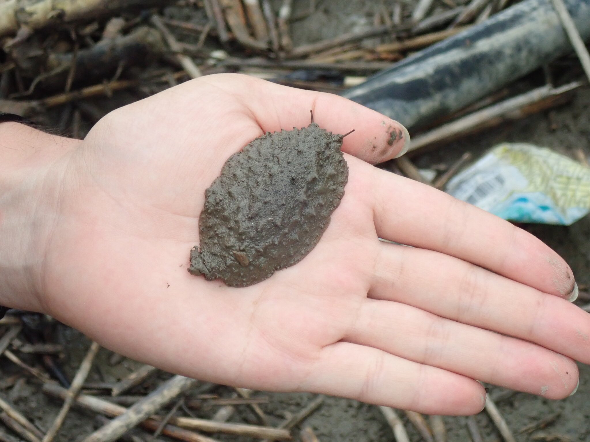画像 よくわからない生き物全然知られていない生き物こうした生き物にはどうしても手が差し伸べられず気がついたら絶滅の危機に晒されていたりするこうした生き物だからこそ絶滅 Matomehub まとめハブ 画像 よくわからない生き物全然知られていない生き物こうした生き物にはどうしても手が差し伸べられず気がついたら絶滅の危機に晒されていたりするこうした生き物だからこそ絶滅 Matomehub まとめハブ