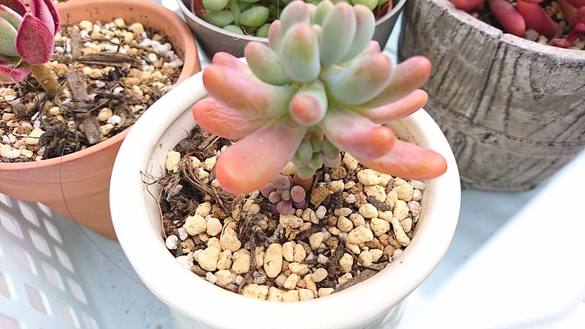 氷我 恋心 ハムシー 虹の玉 玉葉 恋心の下の葉がちょっとシワシワになってるけど じゅくじゅくではないから水分不足かな ハムシーもあれからまだ葉落ちずに頑張ってる 虹の玉と玉葉は大きくは変化なし あと数日で寒さマシになるらしいし 水やりチャンス