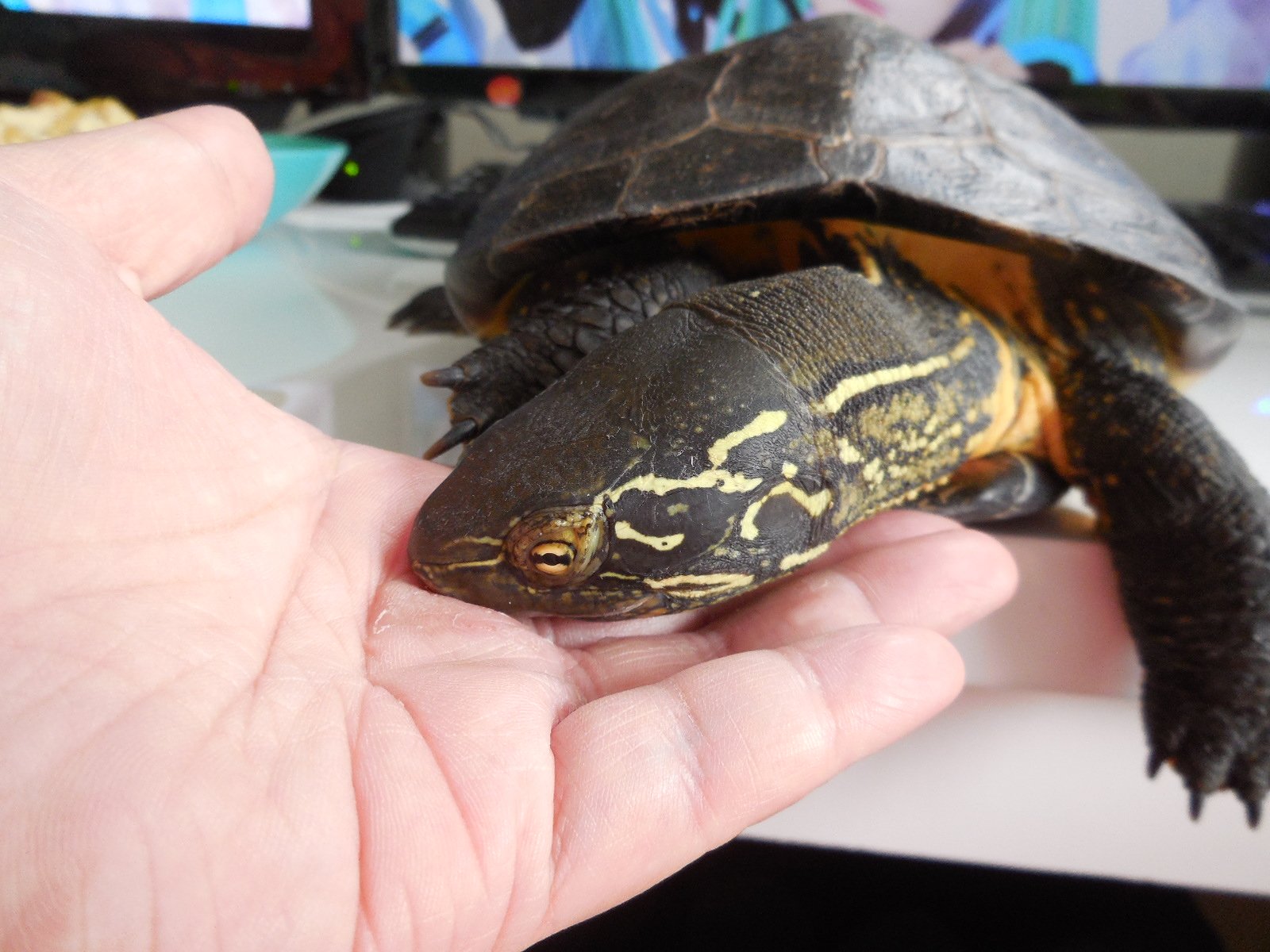 ナルパジン 亀はいいぞー その辺の川で拾えるし なんでも食べるし やたら頑丈だし 人間並みに長寿だし 意外と懐く し 足の付け根の肉ぷにぷにだし 私が飼ってるのはクサガメ スーパーで580円で売ってた T Co Dvgavjjxme Twitter ナルパジン 亀はいいぞー その辺の川で拾えるし なんでも食べるし やたら頑丈だし 人間並みに長寿だし 意外と懐く し 足の付け根の肉ぷにぷにだし 私が飼ってるのはクサガメ スーパーで580円で売ってた T Co Dvgavjjxme Twitter