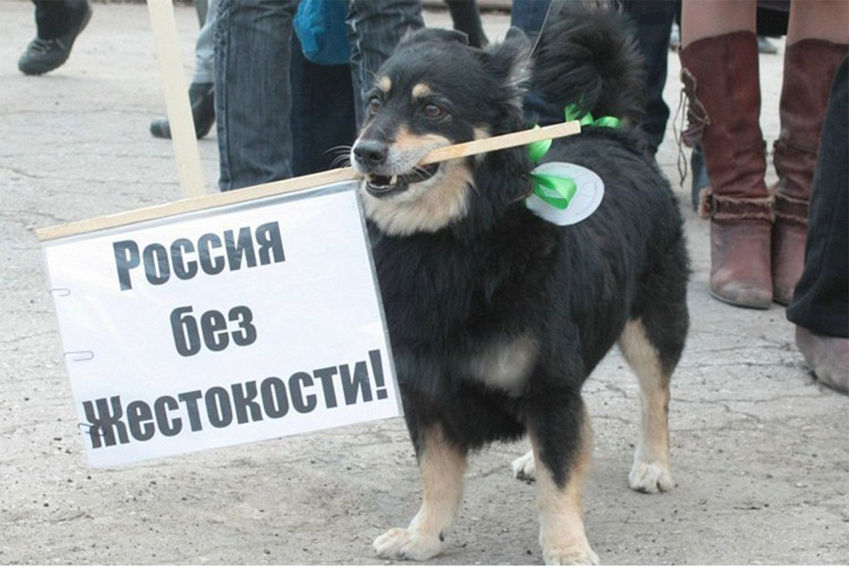 Жестокое обращение с животными