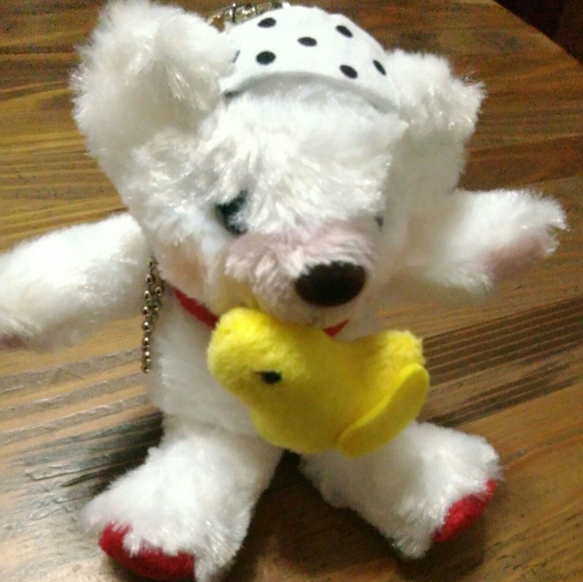 別府で買ったクマがお気に入り