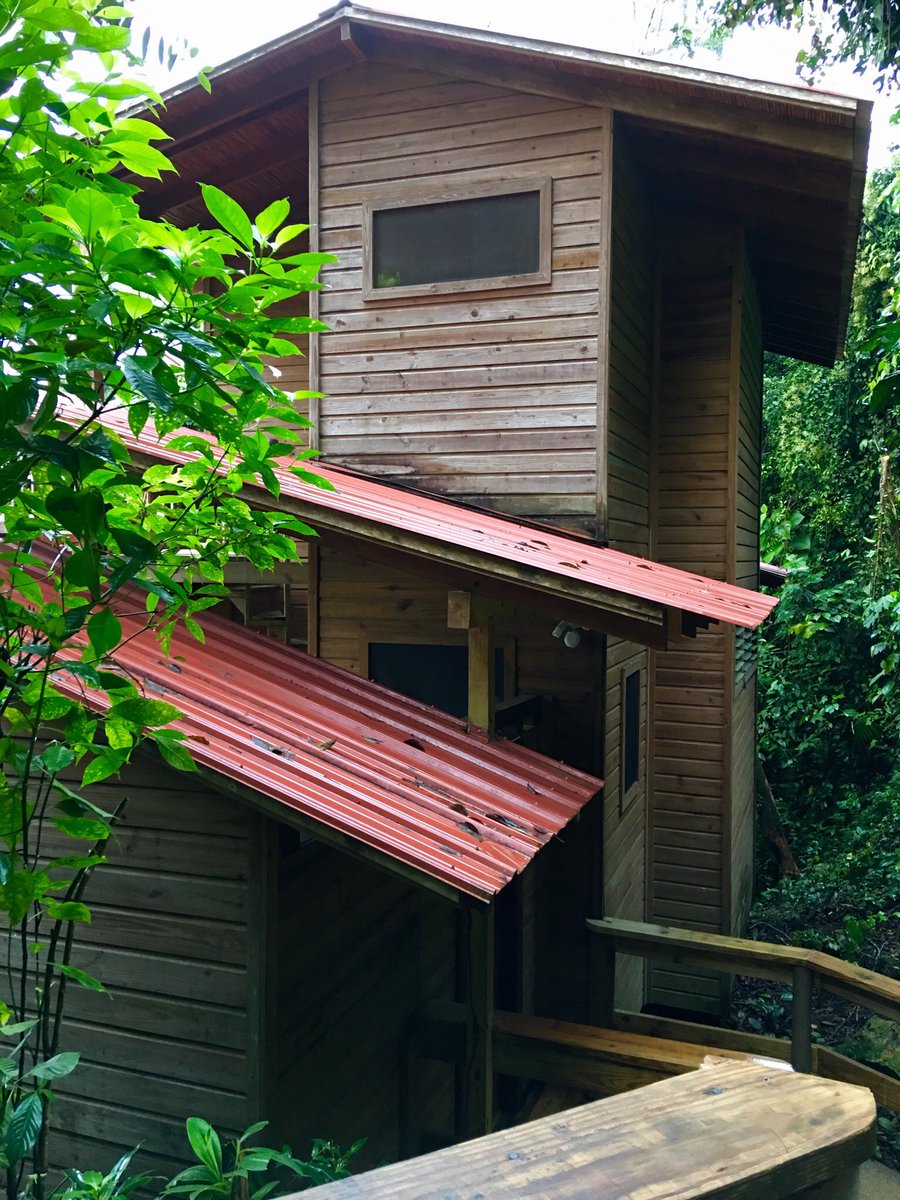 lbeachtravels's tweet photo. It’s a beautiful morning in the Belizean jungle. Let the adventures begin! #Belize #belizeadventures #belizetreehouses #belizevacation @SeriouslyTravel @CavesBranchBZ https://t.co/g3XikwLq2I