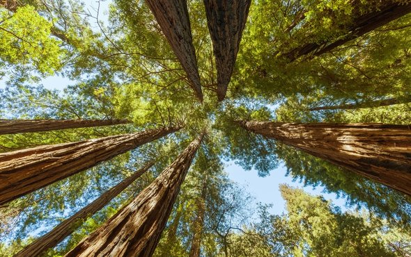 #reading | Ancient Forests May Protect Birds from Rising Heat bit.ly/2DEZJiB via <a href="/sciam/">Scientific American</a>
