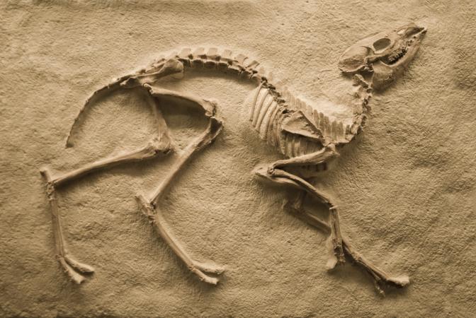 TheLoewithTeam's tweet photo. Come along on a prehistoric journey millions of years in the making! From tiny beginnings to enormous dinosaurs, join ROM researchers and discover how fossils trace the incredible history of life on Earth.

https://t.co/IVvGtHnncl https://t.co/u0KCFm38ZJ