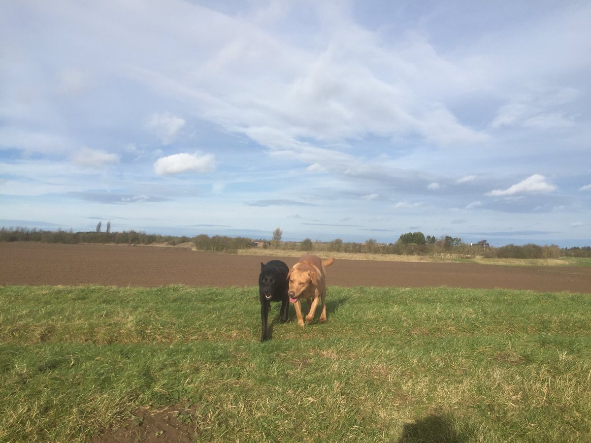 Charli3anne's tweet photo. @BBCWthrWatchers Bright blue sky on a lunchtime dog walk at Fosdyke, Lincs https://t.co/6xnfwrGKLj