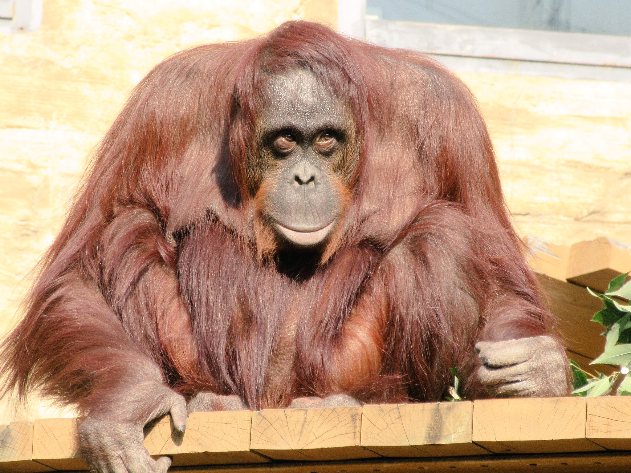 おらゑもん 多摩動物公園でオランウータンに魅せられてから 個性的なオランウータンたちに会いに行くために動物園 を巡っているフレンズです オランウータンだけではなく ゴリラやほかのサルの仲間も大好きです T Co Ikfiyiyv7o Twitter