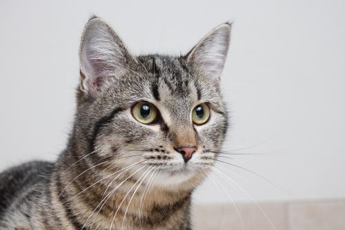 fostertoforever's tweet photo. We have cats from A-Z...no really: meet Amelia and Zinnia. #adoptable @SHHAnimalRescue #amelia #Zinnia #consignmentcats #CatsOfTwitter #adoptdontshop #cats https://t.co/8lWoZTbFoC