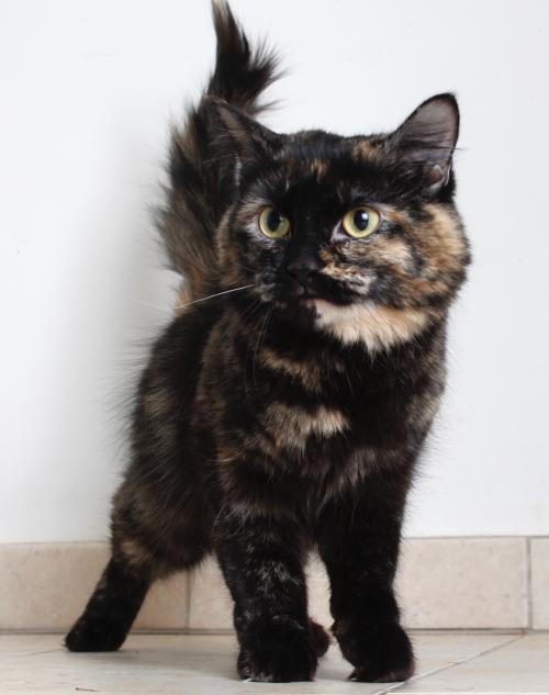 fostertoforever's tweet photo. We have cats from A-Z...no really: meet Amelia and Zinnia. #adoptable @SHHAnimalRescue #amelia #Zinnia #consignmentcats #CatsOfTwitter #adoptdontshop #cats https://t.co/8lWoZTbFoC