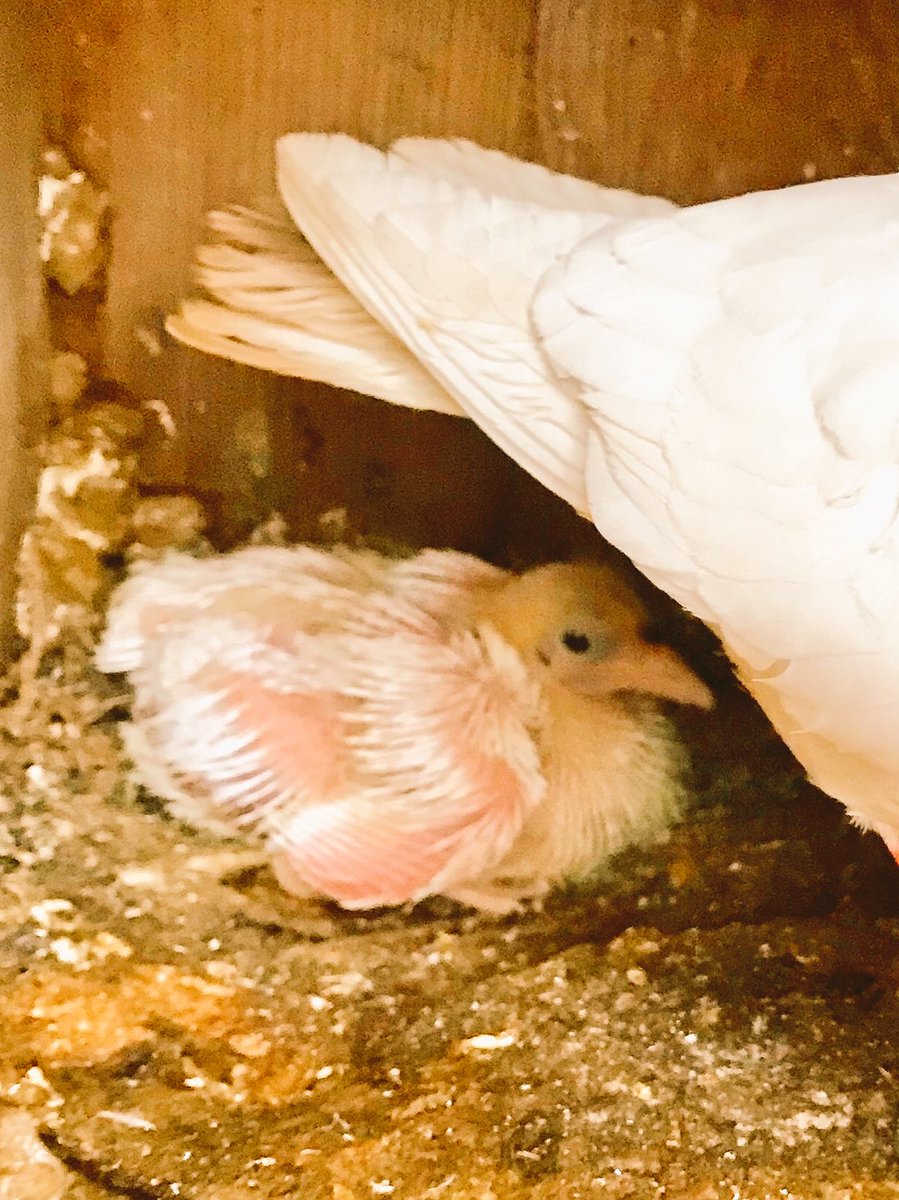 CricketyDevon's tweet photo. Welcome to the world little fella, first dove born this year! https://t.co/mtwnrTUzoJ