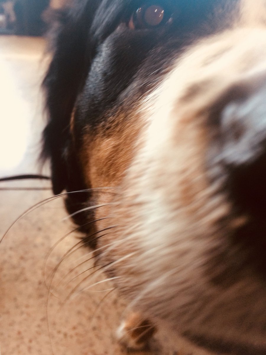 Time to get up and enjoy the day! #sundaymornings #coffeetime #olludogs