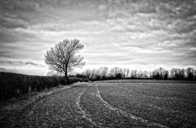 Leafless
#landscapeuk #blackandwhitephotography# #instablackandwhite #ukwinter #treescape ift.tt/2Fq92Qa