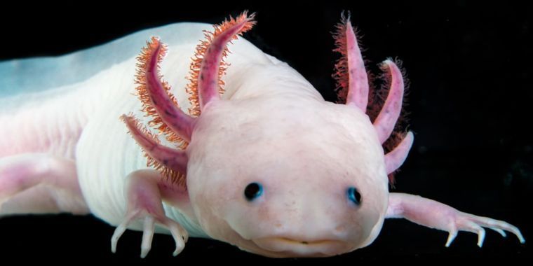 maximaxoo's tweet photo. #Science: a #salamander with a #genome 10x the size of ours #regrows lost #limbs
► https://t.co/mhhSOz6Vjh via @ArsTechnica https://t.co/7lBCFxgVrA