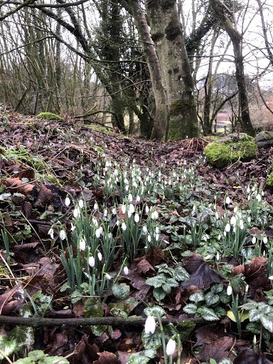 Snowdrops everywhere at the moment. plus.google.com/+OrrolandHolid…