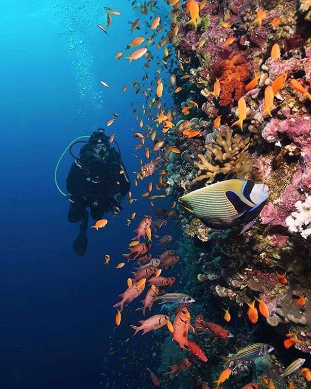 SDIdivers's tweet photo. THIS is why we dive, to see a world not seen by others.⠀
⠀
📷 @ekrem_parmaksiz ⠀ https://t.co/P2zCM7mDLm https://t.co/UEH86tvqvg