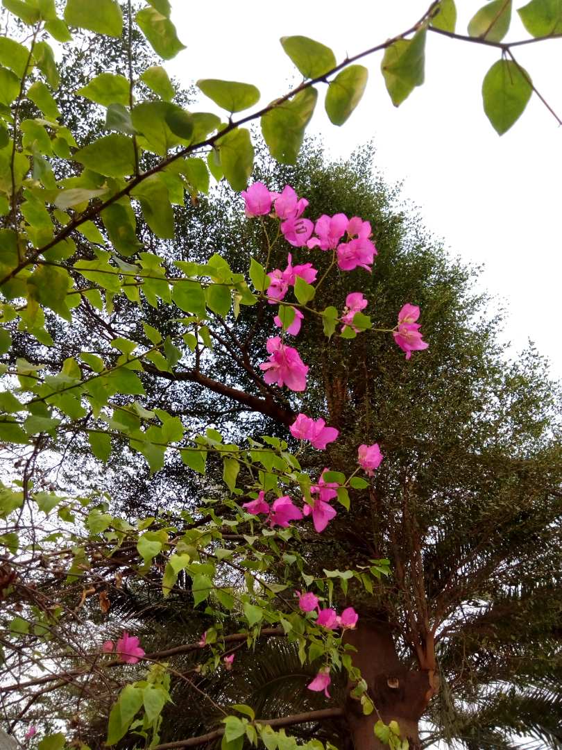 Lagos State Parks and Gardens Agency LASPARK on Twitter "Every