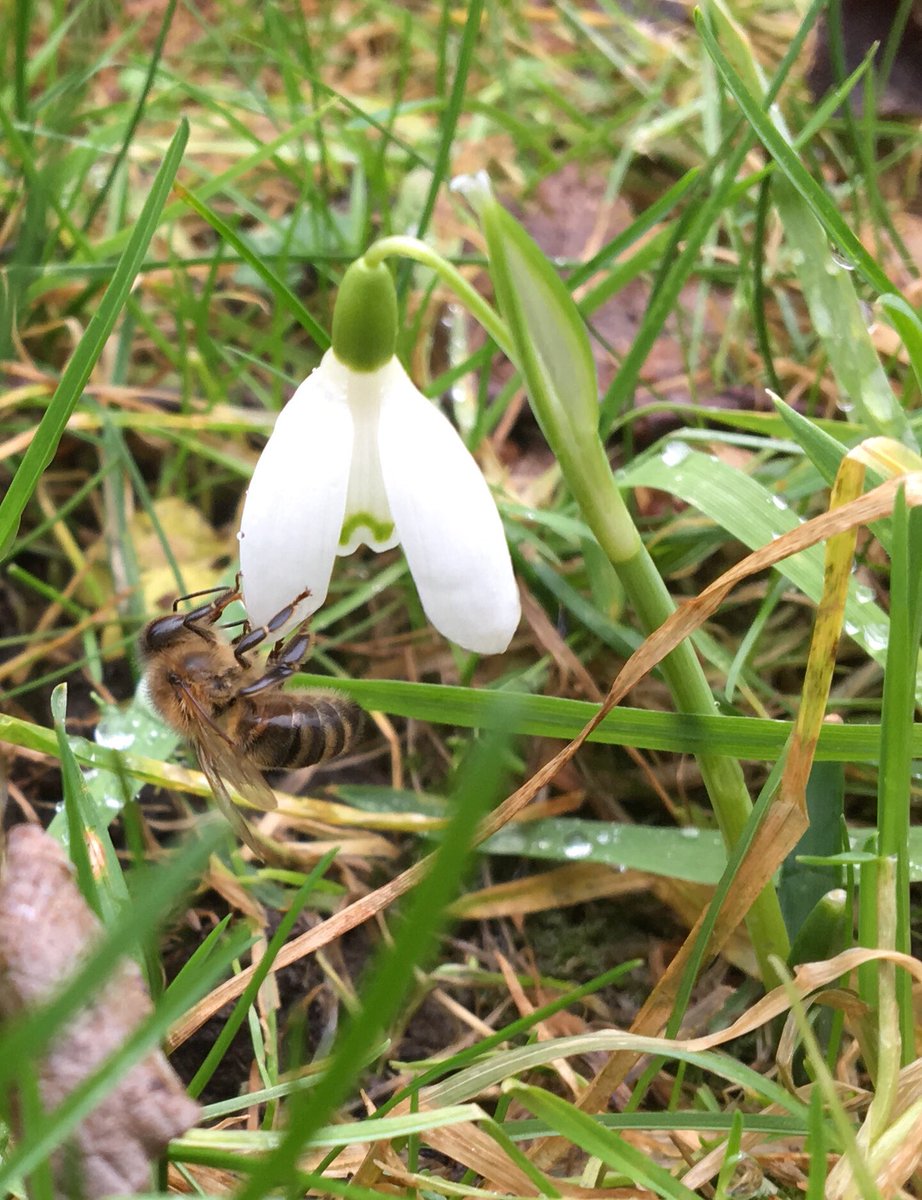 PhilipHenman's tweet photo. Alive!  It’s alive!!!
Next stop Spring ....... https://t.co/sNUEQJ32O2