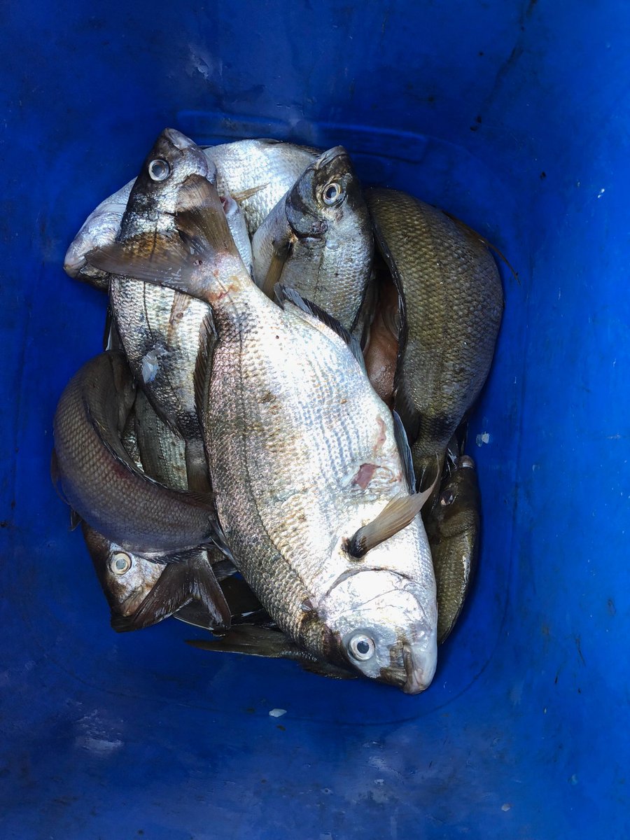 JSzyfer's tweet image. 