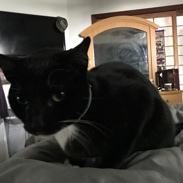 DaynaWunderkind's tweet photo. #goodmorning #catsofinstagram #wakeupcat #devileyes #conway #archercats https://t.co/sUGnzfgAC7 https://t.co/g8LyFivgB6