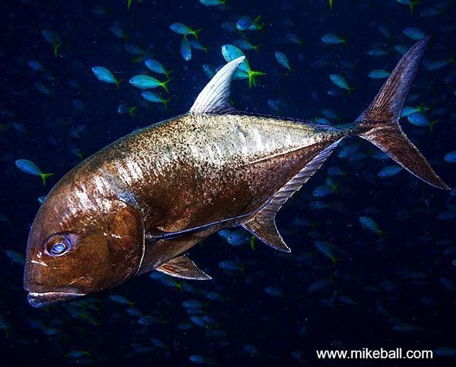 mikeballdive's tweet photo. This giant trevally (aka GT) is one powerful looking fish.
#mikeballdive #spoilsportlive #thisisqueensland #australia #ausgeo #exploreFNQ #exploreGBR #GBRmarinepark Photo by @seajewlz #gianttrevally #coralsea #meanfish #fishofinstagram #fishportrait #gr… https://t.co/6vvzWXGDXc https://t.co/67VS2w7dBm
