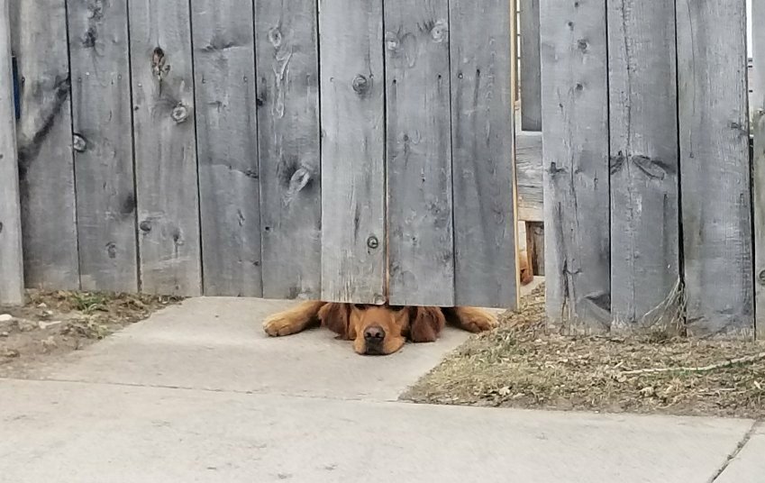 BlkButteCopper's tweet photo. Waiting for #mining jobs like...
#TimeToMine #CopperCooper #IfDogsRanForCongress https://t.co/EZBHk5jNAa